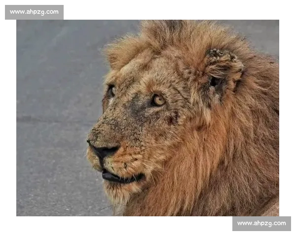 雄狮啸橙军：德佩的豪门失意与传奇加冕